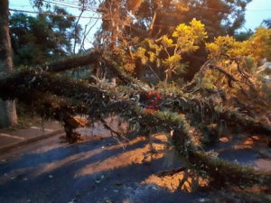 Fallen Trees caused by “Rainfall” in Sao Paulo