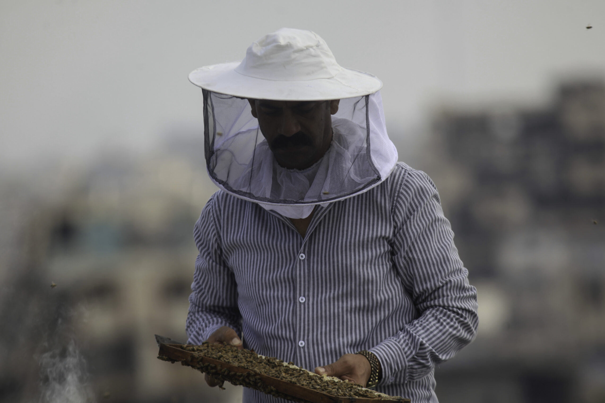(INT) Gaza Beekeeper Revives Hives Amid War Damage
AUGUST 8, 2026, Gaza, Palestine: Ibrahim al-Dabba, head of the Beekeepers Cooperative in the Gaza Strip, tends to beehives with his sons on the rooftop of a war-damaged building in Gaza City's Tel al-Hawa neighborhood, where the displaced family ... | Photo: Hashem Zimmo / TheNews2