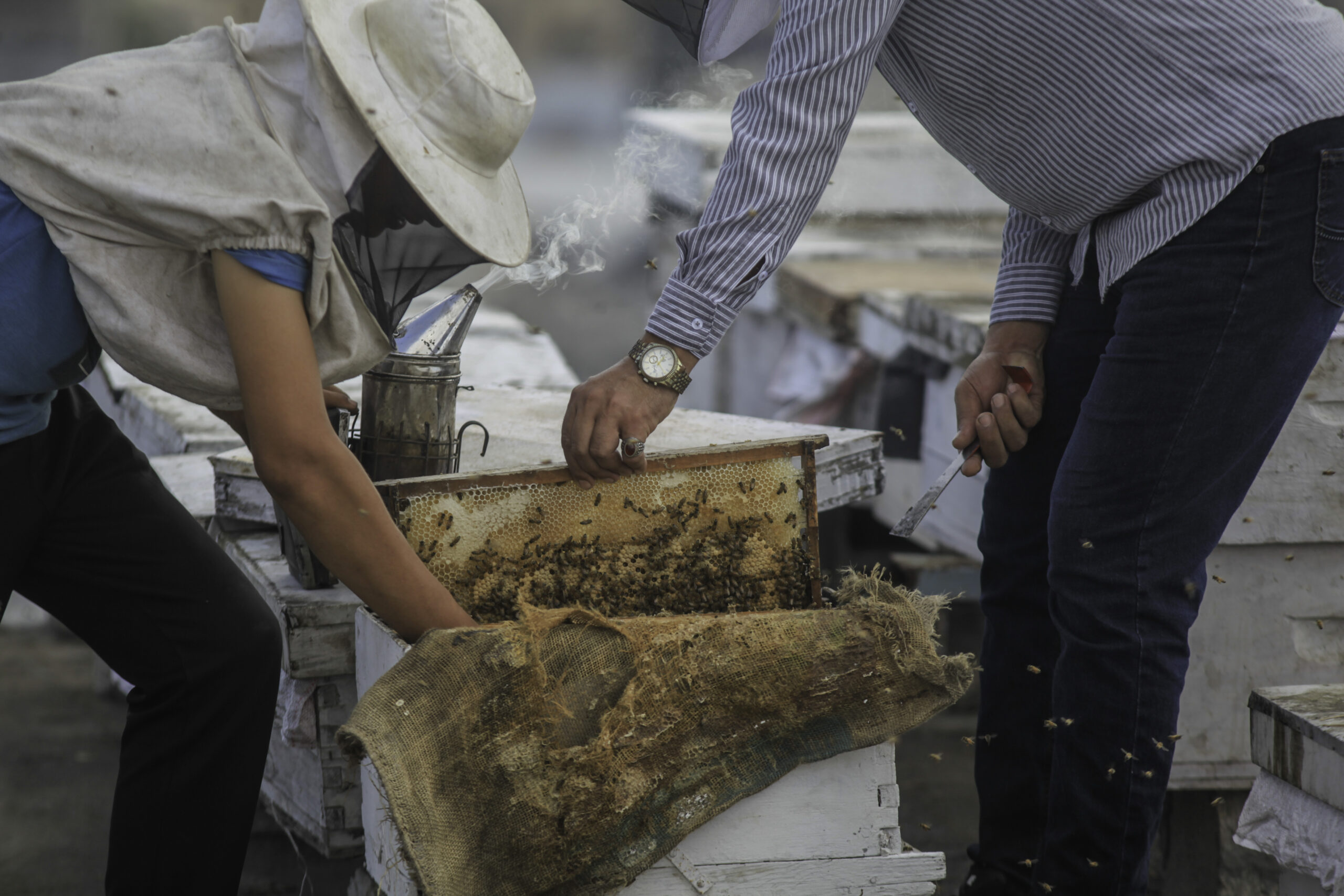 (INT) Gaza Beekeeper Revives Hives Amid War Damage
AUGUST 8, 2026, Gaza, Palestine: Ibrahim al-Dabba, head of the Beekeepers Cooperative in the Gaza Strip, tends to beehives with his sons on the rooftop of a war-damaged building in Gaza City's Tel al-Hawa neighborhood, where the displaced family ... | Photo: Hashem Zimmo / TheNews2