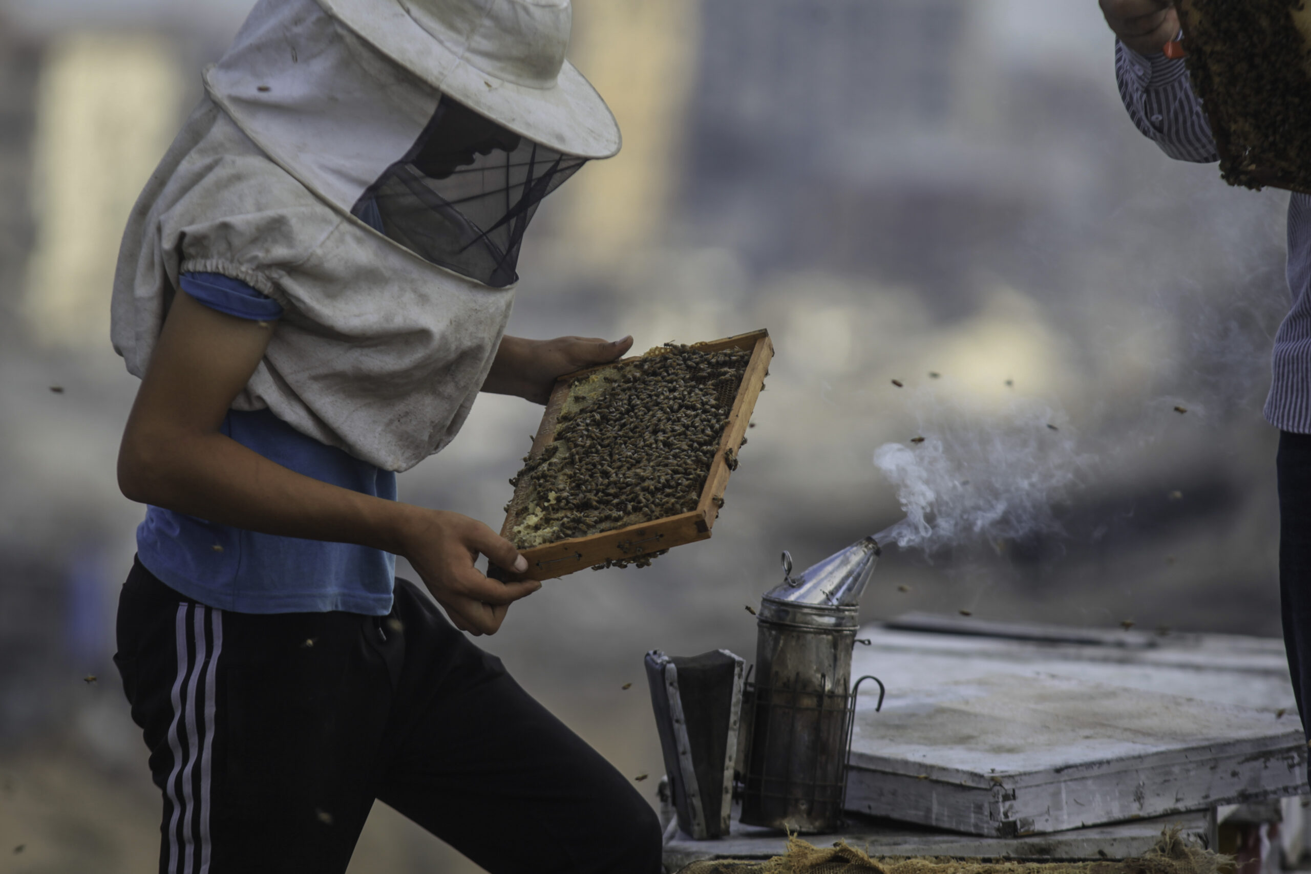 (INT) Gaza Beekeeper Revives Hives Amid War Damage
AUGUST 8, 2026, Gaza, Palestine: Ibrahim al-Dabba, head of the Beekeepers Cooperative in the Gaza Strip, tends to beehives with his sons on the rooftop of a war-damaged building in Gaza City's Tel al-Hawa neighborhood, where the displaced family ... | Photo: Hashem Zimmo / TheNews2